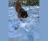 Photo of Rhett, a German Shepherd Dog  in Council Bluffs, IA, USA