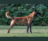 Pico, a Belgian Shepherd tested with EmbarkVet.com
