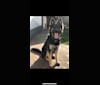 Jordan, a German Shepherd Dog tested with EmbarkVet.com