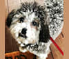 Bear, a Poodle (Small) and Shih Tzu mix tested with EmbarkVet.com