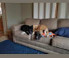 Photo of Juno, a Saint Bernard, German Shepherd Dog, and Alaskan Malamute mix in Houghton, Michigan, USA