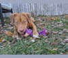 Photo of Merlin, an American Pit Bull Terrier, Rottweiler, and Mixed mix in Lakehurst, New Jersey, USA