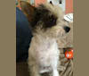 Ted, a Poodle (Small) and Chihuahua mix tested with EmbarkVet.com