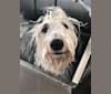 Tequila, an Old English Sheepdog tested with EmbarkVet.com
