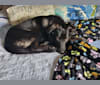 Maya, a Rottweiler and German Shepherd Dog mix tested with EmbarkVet.com