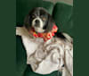 Monty, a Pekingese and Chihuahua mix tested with EmbarkVet.com