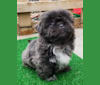 Morpheus, a Shih Tzu tested with EmbarkVet.com