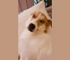 Annie, a Golden Retriever and Siberian Husky mix tested with EmbarkVet.com