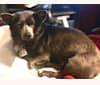 Josie, a Pomeranian and Chihuahua mix tested with EmbarkVet.com