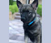 Tucker, a Norwegian Elkhound tested with EmbarkVet.com