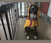 Claudette, a Dalmatian and Rottweiler mix tested with EmbarkVet.com