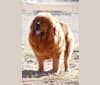Photo of Ankeney’s Whiskey Lullaby of BB, a Tibetan Mastiff  in Monument, CO, USA