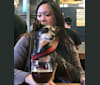 Photo of Peanut Karma, a Poodle (Small), Chihuahua, Miniature Pinscher, and Mixed mix in SF, California, USA