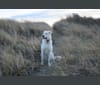 Lucca, a German Shepherd Dog and Siberian Husky mix tested with EmbarkVet.com