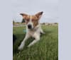 Loki, an Australian Shepherd and German Shepherd Dog mix tested with EmbarkVet.com