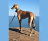 Helmut, an Arabian Village Dog tested with EmbarkVet.com