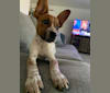 Luna Bella, an American Pit Bull Terrier and Labrador Retriever mix tested with EmbarkVet.com