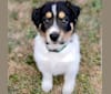Photo of Koda, an American Pit Bull Terrier, German Shepherd Dog, Chow Chow, and Labrador Retriever mix in Homeward Trails Adoption Center, Fairfax Station Road, Fairfax Station, VA, USA