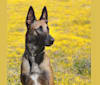 Loki, a Belgian Shepherd tested with EmbarkVet.com