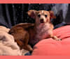 Wally, a Pomeranian and Chihuahua mix tested with EmbarkVet.com