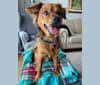 Photo of Mac, a Poodle (Small), Pug, Boxer, Shih Tzu, and Mixed mix in Manitoba, Canada