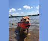 Dewey Duncan, a Chihuahua and Russell-type Terrier mix tested with EmbarkVet.com