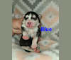 Brooklyn Blue, a Pomsky tested with EmbarkVet.com