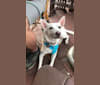 Mellow, a Chihuahua and Labrador Retriever mix tested with EmbarkVet.com