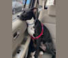Melon, an American Pit Bull Terrier and American Staffordshire Terrier mix tested with EmbarkVet.com