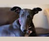 Photo of Sabil Black Moon "Uma", a Greyhound  in Florida, USA