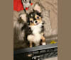 Oz, a Chihuahua tested with EmbarkVet.com