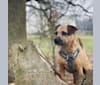 Molly, a Border Terrier and Russell-type Terrier mix tested with EmbarkVet.com