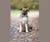 Cleo, a German Shepherd Dog and American Bulldog mix tested with EmbarkVet.com