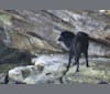 Mishka, a Maremma Sheepdog and Tibetan Mastiff mix tested with EmbarkVet.com