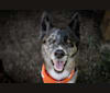 Dash, a Siberian Husky and Chow Chow mix tested with EmbarkVet.com