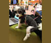 Smalls, a Poodle (Small) and Chihuahua mix tested with EmbarkVet.com