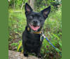 Photo of Davina, a Chihuahua and Rat Terrier mix in Alabama, USA