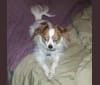 Cappy, a Chihuahua tested with EmbarkVet.com