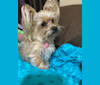 Mimi, a Yorkshire Terrier and Poodle (Small) mix tested with EmbarkVet.com
