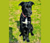 Kodak, an Australian Cattle Dog and Chow Chow mix tested with EmbarkVet.com