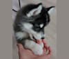 Pomsky Bandits Bandit, a Pomeranian and Siberian Husky mix tested with EmbarkVet.com