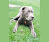 Jordy, a Labrador Retriever tested with EmbarkVet.com