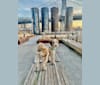 Jordi, a Tibetan Terrier tested with EmbarkVet.com