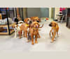 Photo of Huck, a Boxer, American Pit Bull Terrier, Shih Tzu, and Chow Chow mix in Texas, USA