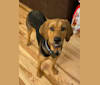 Photo of Marley, a Bloodhound, Treeing Walker Coonhound, and Rottweiler mix in Wichita, Kansas, USA