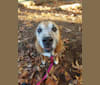 Cassie, a Boxer and Australian Cattle Dog mix tested with EmbarkVet.com