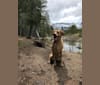 Garth, a Labrador Retriever and German Shepherd Dog mix tested with EmbarkVet.com