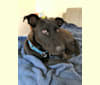 Doris, an American Pit Bull Terrier and German Shepherd Dog mix tested with EmbarkVet.com