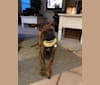 Roman, a Boxer and German Shepherd Dog mix tested with EmbarkVet.com
