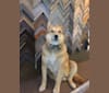 Photo of Fritz, a Chow Chow, Australian Cattle Dog, Pomeranian, Rottweiler, Collie, and Mixed mix in Breckenridge, Colorado, USA